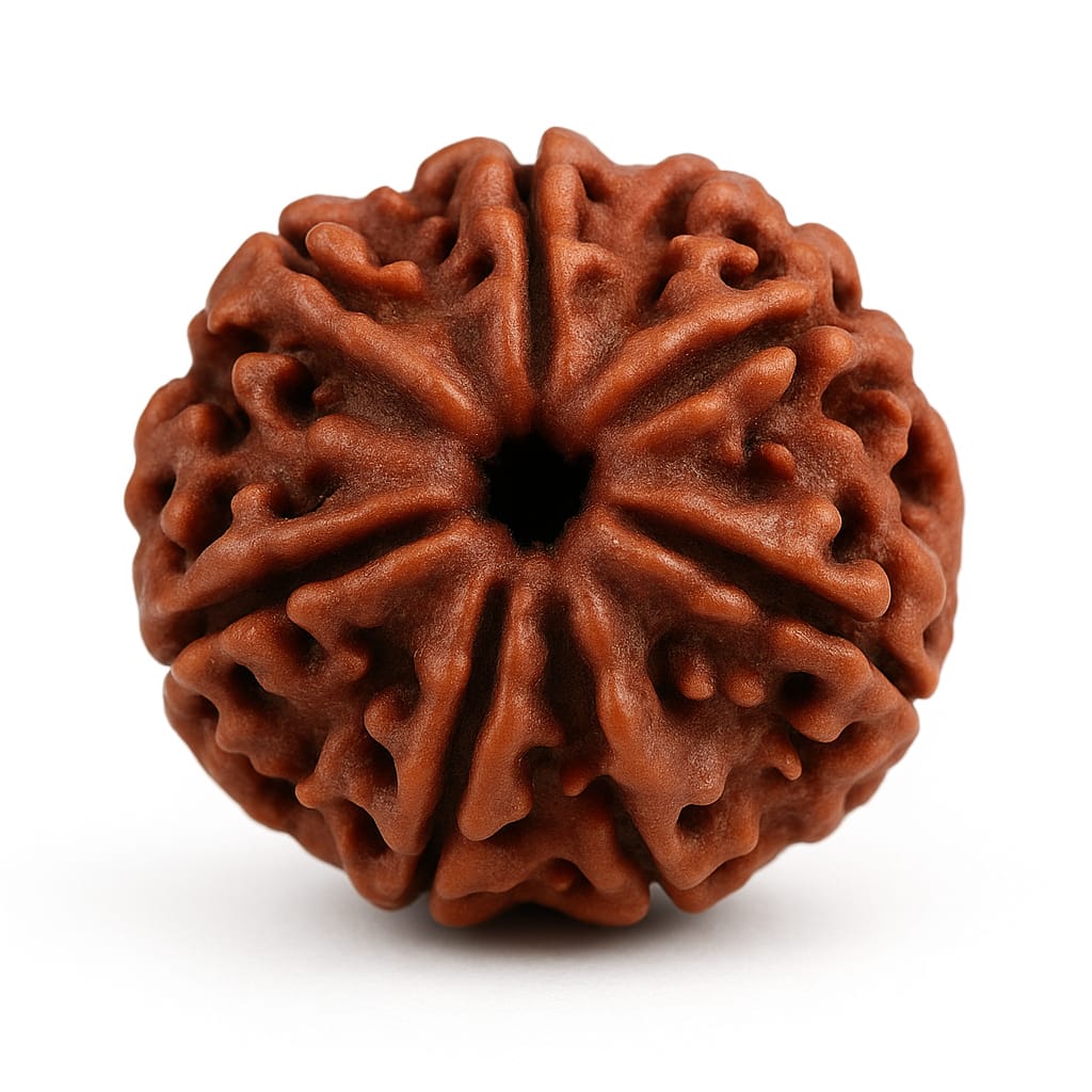 7-mukhi Rudraksha